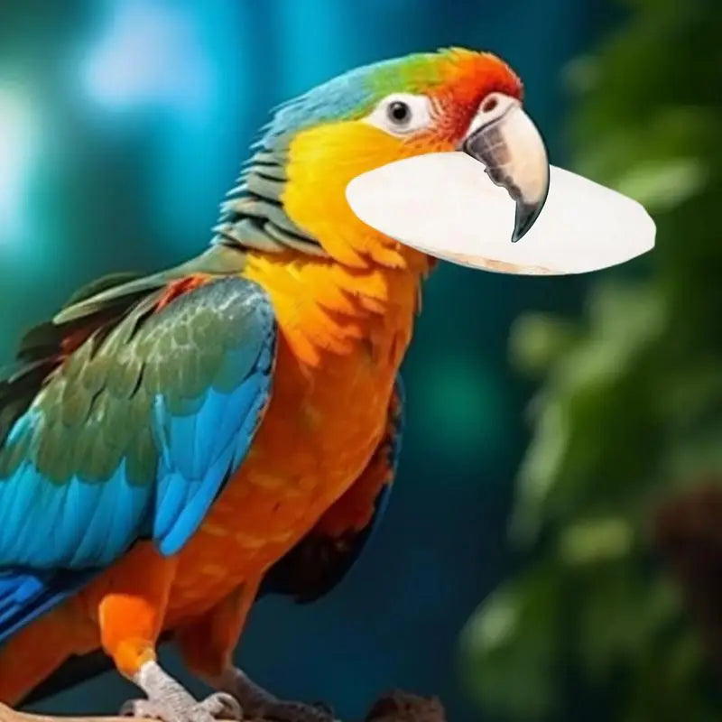 Natural Bird Cuttlebone