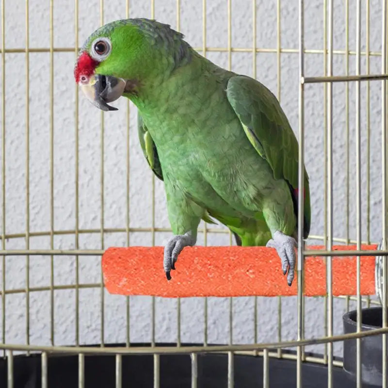 Bird Standing Stick Parrot