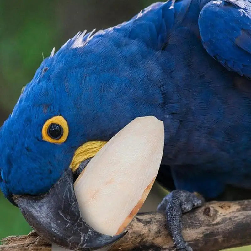 Natural Bird Cuttlebone