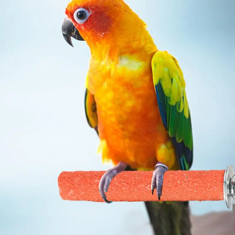 Bird Standing Stick Parrot