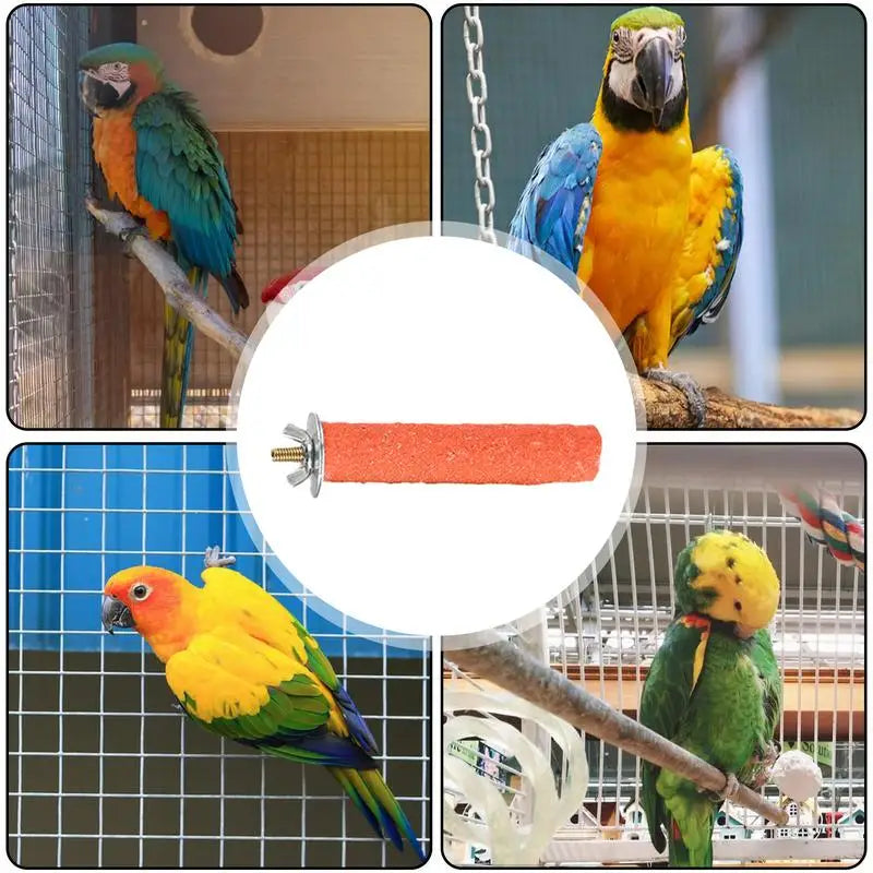 Bird Standing Stick Parrot