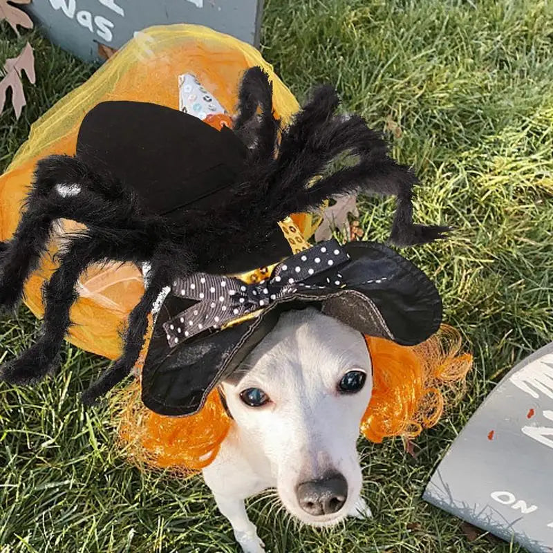 Spider Costume For Dogs